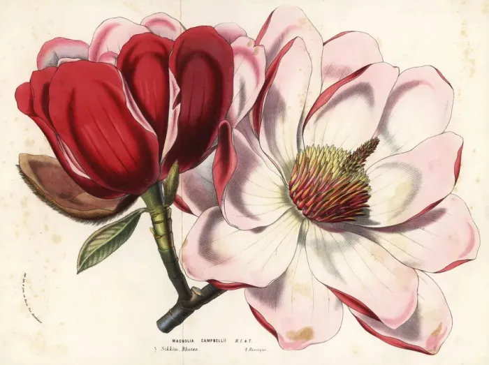 Framed Print : Campbells magnolia, Magnolia campbellii Framed Print : Campbells magnolia, Magnolia campbellii