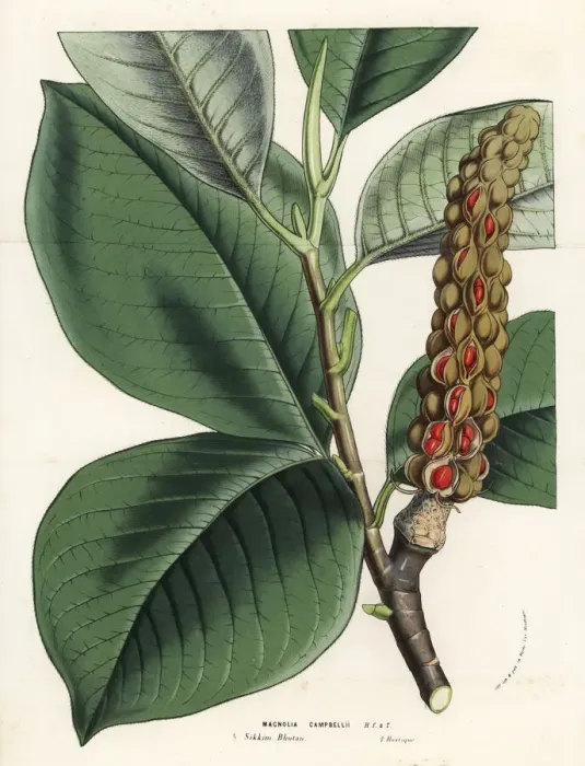 Framed Print : Campbells magnolia, Magnolia campbellii, leaves and seeds Framed Print : Campbells magnolia, Magnolia campbellii, leaves and seeds