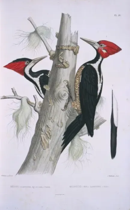 Framed Print : Campephilus melanoleucos, Crimson-crested Woodpecker Framed Print : Campephilus melanoleucos, Crimson-crested Woodpecker