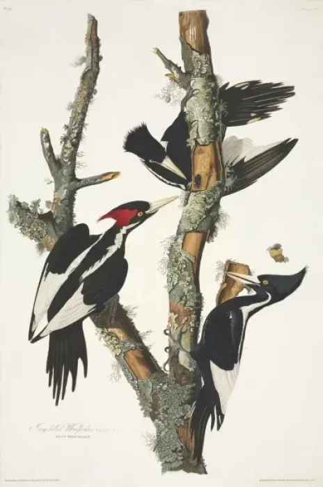 Framed Print : Campephilus principalis, ivory-billed woodpecker Framed Print : Campephilus principalis, ivory-billed woodpecker