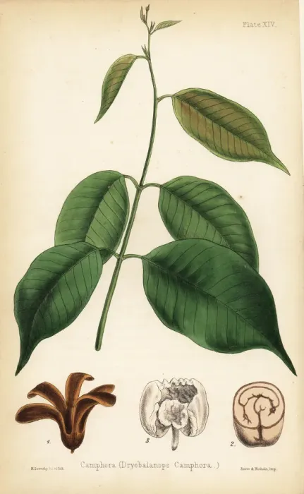 Framed Print : Camphora or camphor tree, Dryobalanops aromatica Framed Print : Camphora or camphor tree, Dryobalanops aromatica