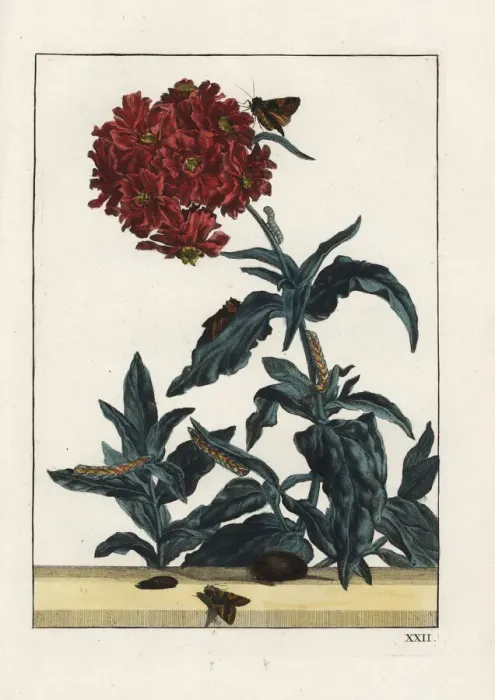 Framed Print : Campion moth, Sideridis rivularis, on a flower Framed Print : Campion moth, Sideridis rivularis, on a flower