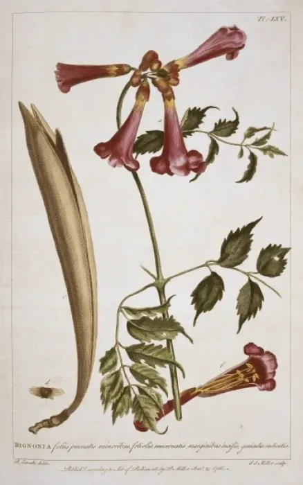 Framed Print : Campsis radicans L. seemann Framed Print : Campsis radicans L. seemann