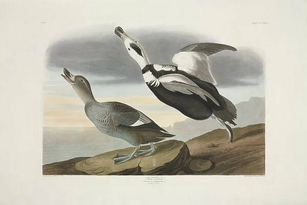 Camptorhynchus labradorius, Labrador duck