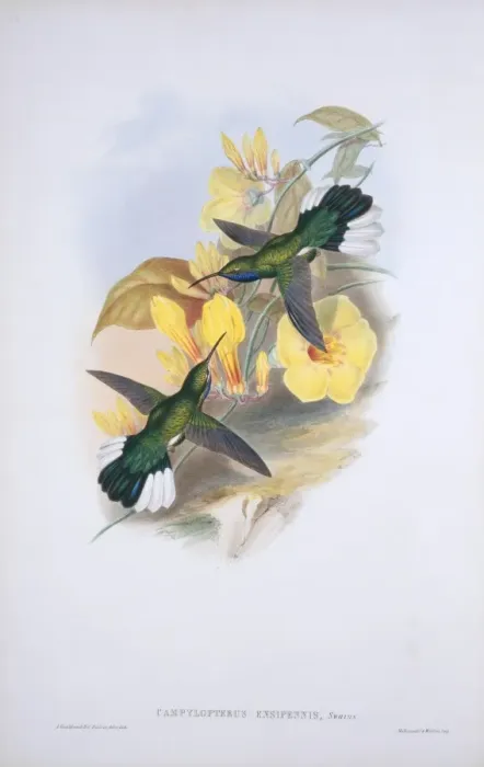 Framed Print : Campylopterus ensipennis, white-tailed sabrewing Framed Print : Campylopterus ensipennis, white-tailed sabrewing