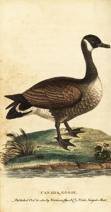 Framed Print : Canada goose, Branta canadensis