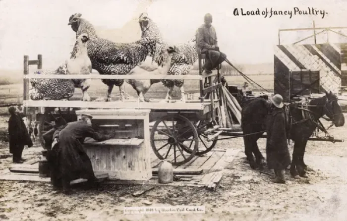 Framed Print : Canada - Transporting a load of fancy poulty Framed Print : Canada - Transporting a load of fancy poulty
