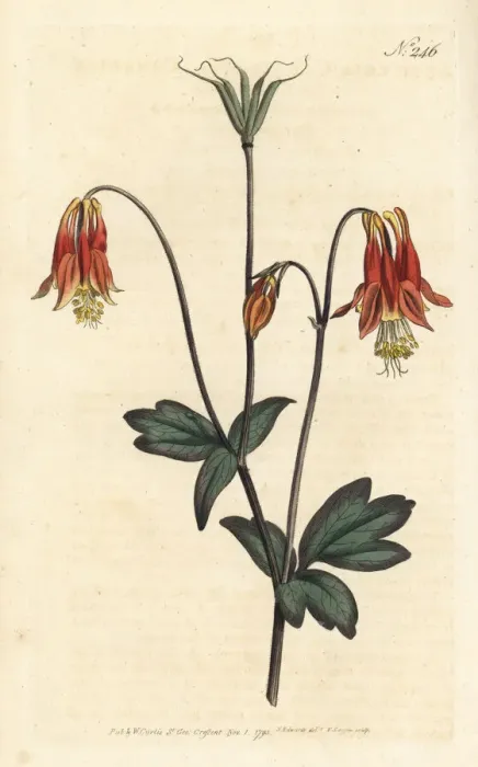 Framed Print : Canadian columbine, Aquilegia canadensis Framed Print : Canadian columbine, Aquilegia canadensis