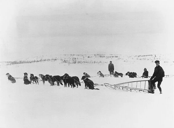 Canadian dog teams, Russia 1919