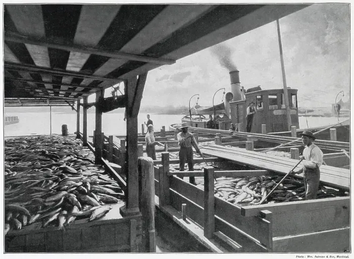 Framed Print : One of Canadian industries was the catching and packing of salmon. The geat flat-bottomed square-ended boat, locally know as a scow, discharged its cargo of salmon for shipment by the Canadian Pacific Railway. Date: late 1890s Framed Print : One of Canadian industries was the catching and packing of salmon. The geat flat-bottomed square-ended boat, locally know as a scow, discharged its cargo of salmon for shipment by the Canadian Pacific Railway. Date: late 1890s
