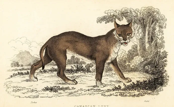 Framed Print : Canadian lynx, Lynx canadensis Framed Print : Canadian lynx, Lynx canadensis