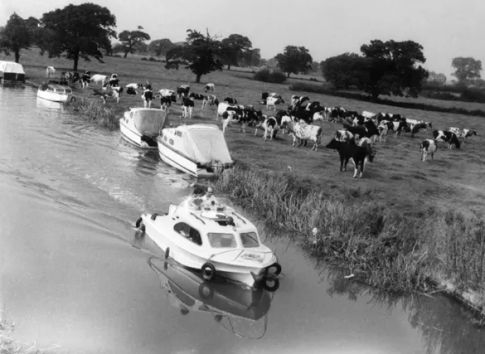 Framed Print : Canal & Cattle Framed Print : Canal & Cattle