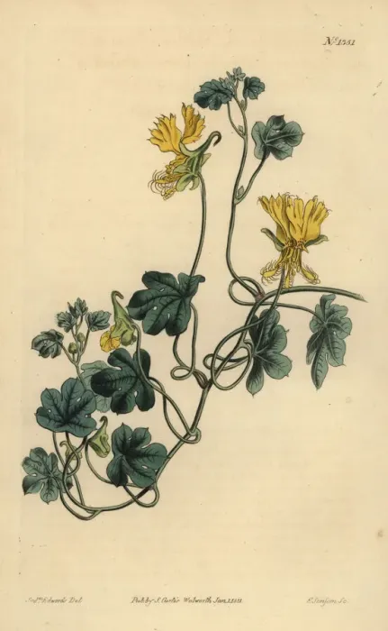 Framed Print : Canary creeper, Tropaeolum peregrinum Framed Print : Canary creeper, Tropaeolum peregrinum