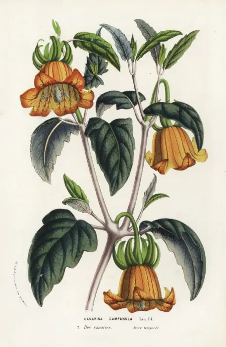 Framed Print : Canary Island bellflower, Canarina canariensis Framed Print : Canary Island bellflower, Canarina canariensis