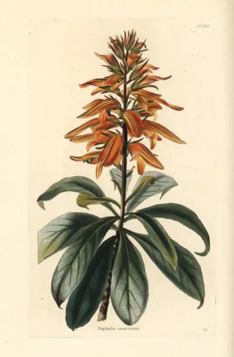 Framed Print : Canary Island foxglove, Isoplexis canariensis. Endangered Framed Print : Canary Island foxglove, Isoplexis canariensis. Endangered