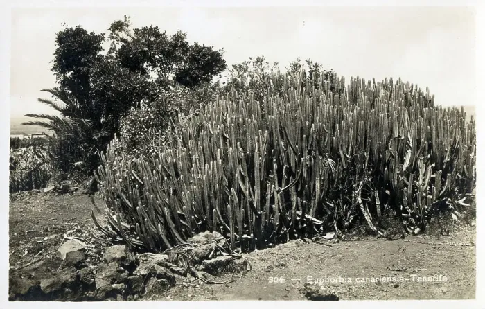 Framed Print : Canary Islands - Euphorbia canariensis Framed Print : Canary Islands - Euphorbia canariensis