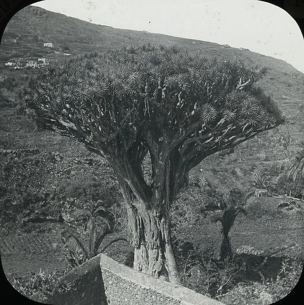 Canary Islands - The Old Dragon Tree
