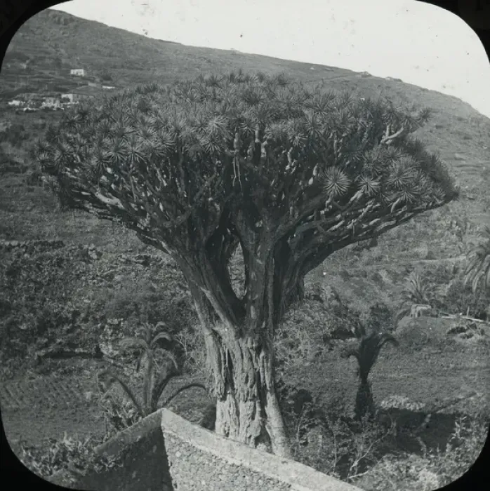 Framed Print : Canary Islands - The Old Dragon Tree Framed Print : Canary Islands - The Old Dragon Tree