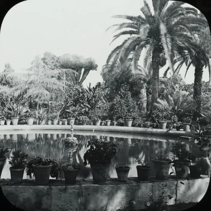 Framed Print : Canary Islands - Orotava, The Botanic Gardens Framed Print : Canary Islands - Orotava, The Botanic Gardens