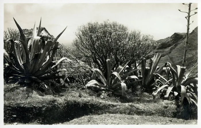 Framed Print : Canary Islands - Tenerife - Aloe Vera Plants Framed Print : Canary Islands - Tenerife - Aloe Vera Plants