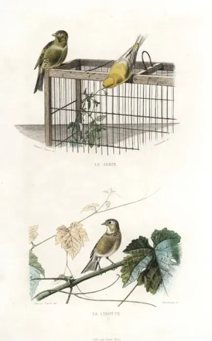 Framed Print : Canary and linnet Framed Print : Canary and linnet