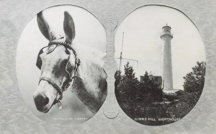 Framed Print : Canary Mule and Gibbs Hill Lighthouse, Bermuda Framed Print : Canary Mule and Gibbs Hill Lighthouse, Bermuda