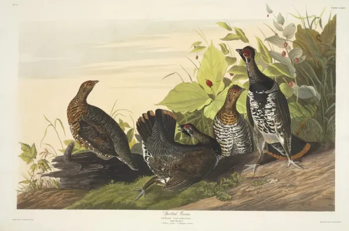 Framed Print : Canchites canadensis, spruce grouse Framed Print : Canchites canadensis, spruce grouse
