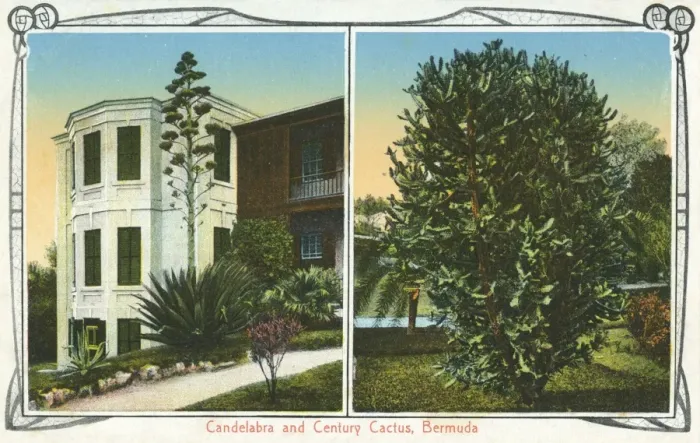 Framed Print : Candelabra and Century Cactus, Bermuda Framed Print : Candelabra and Century Cactus, Bermuda