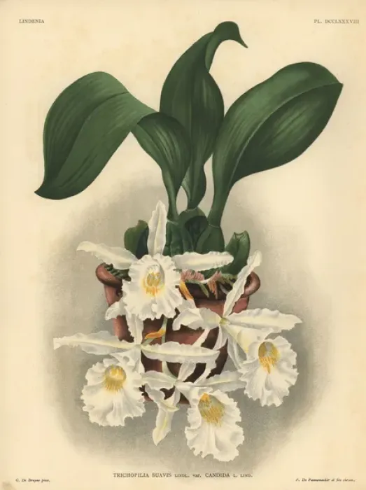 Framed Print : Candida variety of Trichopilia suavis orchid Framed Print : Candida variety of Trichopilia suavis orchid