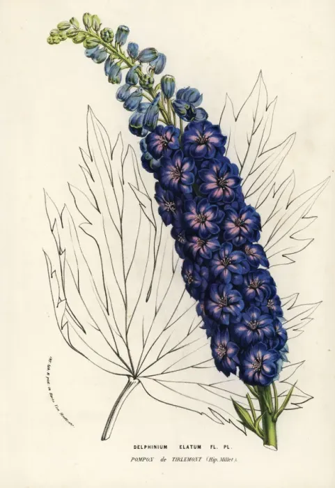 Framed Print : Candle larkspur variety, Pompon de Tirlemont Framed Print : Candle larkspur variety, Pompon de Tirlemont