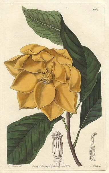 Candolles magnolia, Magnolia candollii