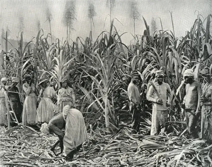 Framed Print : Cane Cutters in Jamaica Framed Print : Cane Cutters in Jamaica