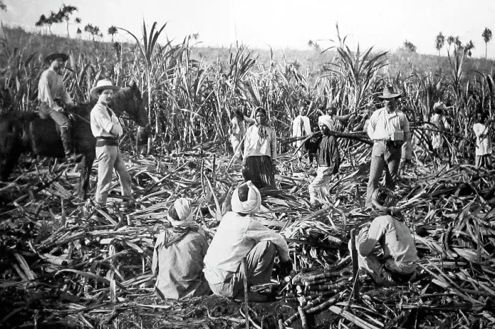 Framed Print : Cane sugar plantation, Ba, Fiji, Victorian period Framed Print : Cane sugar plantation, Ba, Fiji, Victorian period