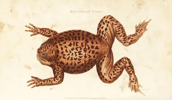Framed Print : Cane toad or marine toad, Rhinella marina Framed Print : Cane toad or marine toad, Rhinella marina