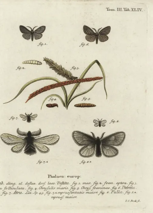 Framed Print : Canephora hirsuta, Ocneria detrita and Epichnopterix Framed Print : Canephora hirsuta, Ocneria detrita and Epichnopterix