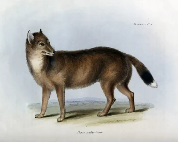 Framed Print : Canis antarcticus Framed Print : Canis antarcticus