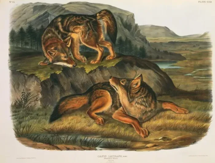 Framed Print : Canis latrans, coyote Framed Print : Canis latrans, coyote