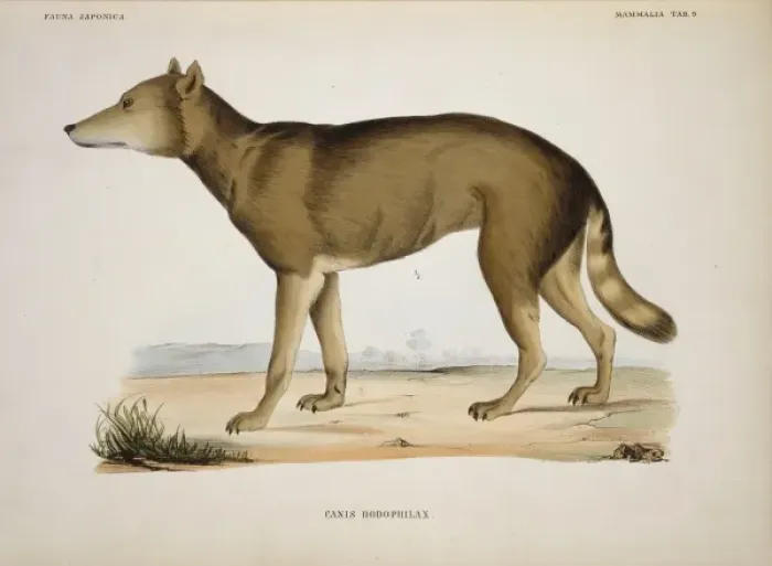 Framed Print : Canis lupus hodophilax, Japanese wolf Framed Print : Canis lupus hodophilax, Japanese wolf