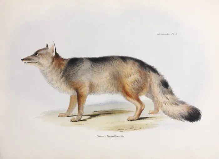 Framed Print : Canis Magellanicus Framed Print : Canis Magellanicus