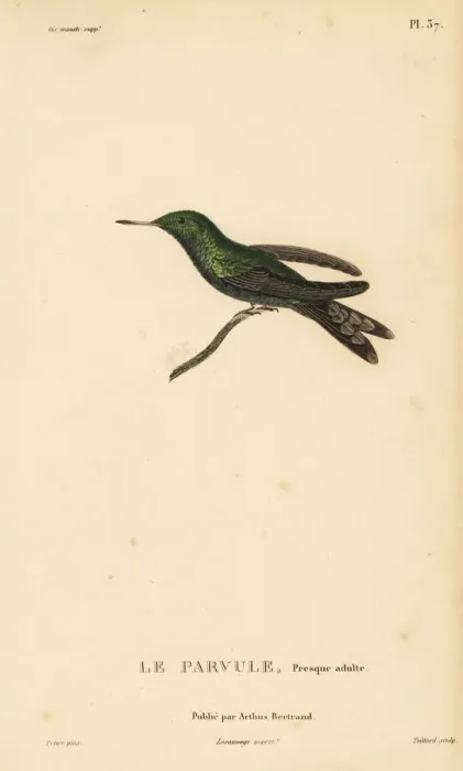 Framed Print : Canivets emerald, Chlorostilbon canivetii. Almost adult Framed Print : Canivets emerald, Chlorostilbon canivetii. Almost adult