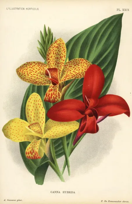Framed Print : Canna cultivars, Canna hybrida Framed Print : Canna cultivars, Canna hybrida
