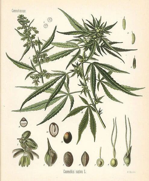 Cannabis, Cannabis sativa