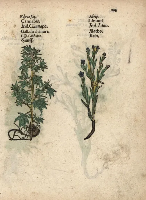Framed Print : Cannabis, Cannabis sativa, and flax, Linum usitatissimum Framed Print : Cannabis, Cannabis sativa, and flax, Linum usitatissimum