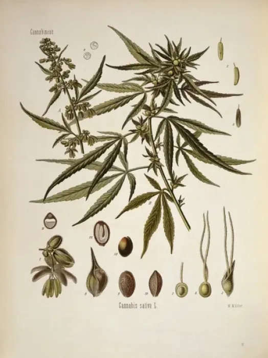 Framed Print : Cannabis sativa, cannabis Framed Print : Cannabis sativa, cannabis
