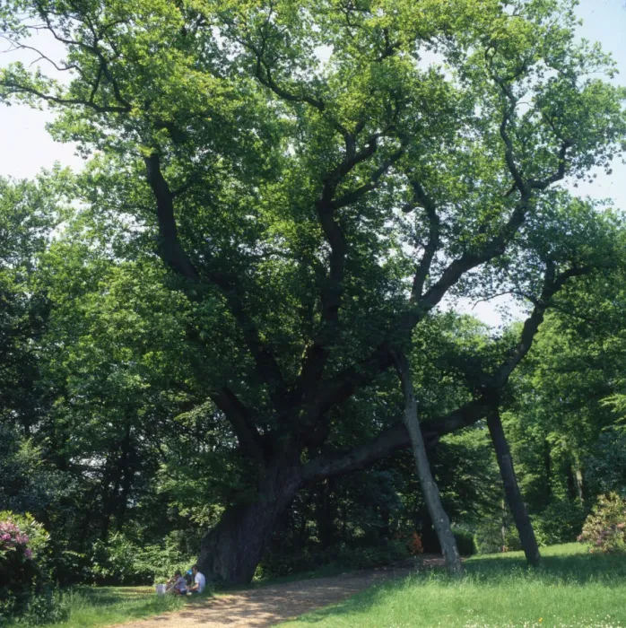 Framed Print : Cannings Oak, Cliveden, Bucks Framed Print : Cannings Oak, Cliveden, Bucks
