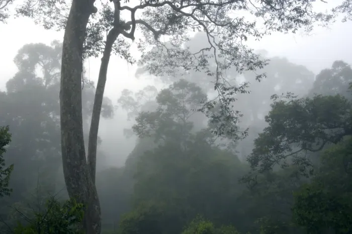 Framed Print : The canopy of a primary rainforest in the mist Framed Print : The canopy of a primary rainforest in the mist