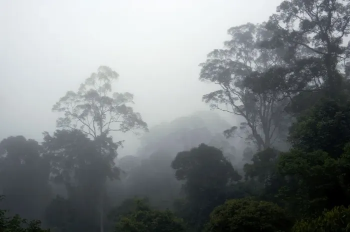 Framed Print : The canopy of a primary rainforest in the mist at dawn Framed Print : The canopy of a primary rainforest in the mist at dawn