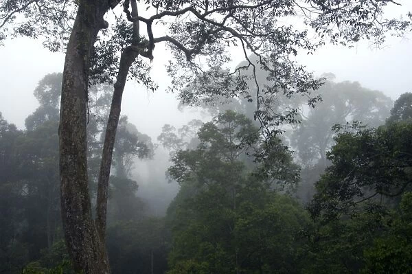 The canopy of a primary rainforest in the mist at dawn