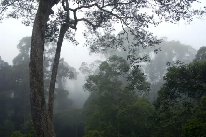 Framed Print : The canopy of a primary rainforest in the mist at dawn Framed Print : The canopy of a primary rainforest in the mist at dawn