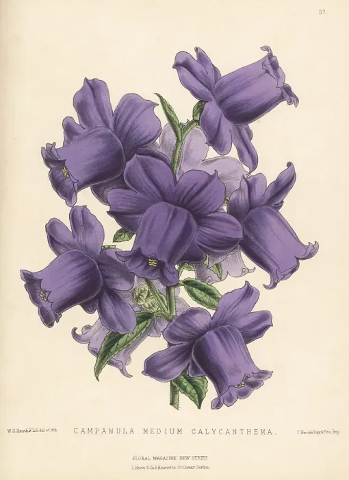 Framed Print : Canterbury bells, Campanula medium Framed Print : Canterbury bells, Campanula medium